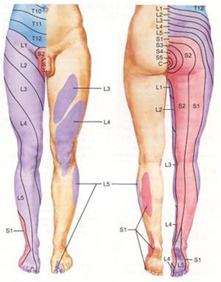 Dermatomes - Naturo Terapias - Valongo