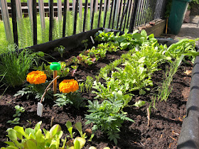 Raised bed filled with different types of lettuce and other salad ingredients