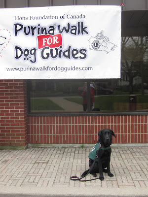 Black lab Romero is sitting on the stone pathway out front of the Dog Guides training facility. He is wearing his green future dog guide jacket and a red and black training leash. He is looking very proper, sitting up straight and facing the camera, with his eyes like little black marbles. Above him, hanging from the overhang of the red brick building is a large white banner advertising the Purina Walk for Dog Guides.