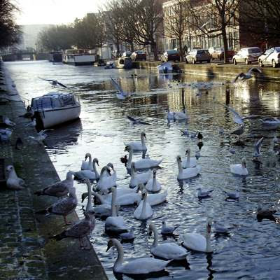 Zwanen en meeuwen aan de Noordwal / Veenkade