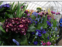 Berkshire Botanical Garden Bulb Show