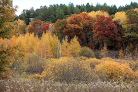 peak Autumn color, 2016