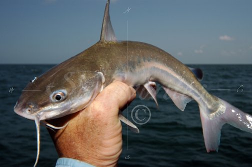 Small Species Study Hard Head Catfish Where Hardhead Catfish Are Found