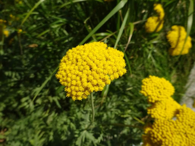 Achillea Filipendulina Coronation Gold Yarrow