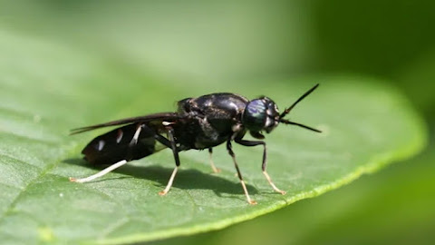 Mengenal Lebih Dekat Black Soldier Fly