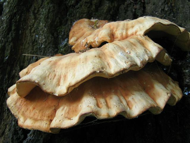 Laetiporus sulphureus