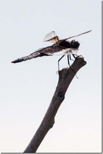 Black Saddlebags IMG_2318