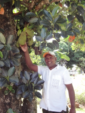 Picking Jackfruit on Devotee Farm