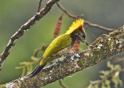 Pico crestigualdo Picus chlorolophus