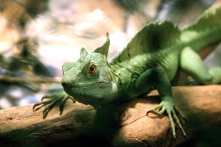 About the Basilisk, a lizard that is good at running on water