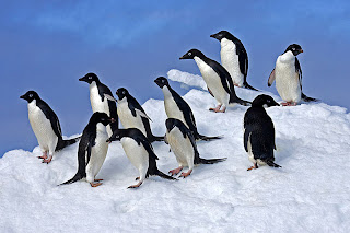 adelie penguin