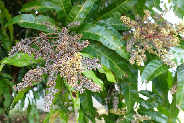 mango Powdery Mildew