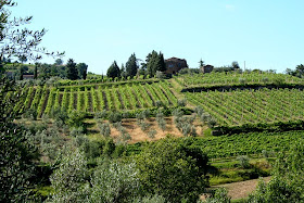 Vineyards of Brunello di Montalcino