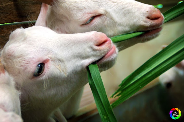 Balik Pulau Saanen Dairy Goat Farm