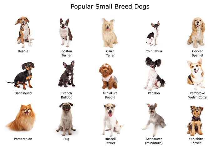 Popular Small Size Breed Dogs