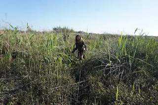 Danielle walks through the reed