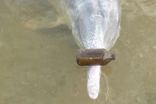 seaworld dolphin experience