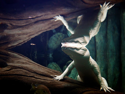 Albino Alligator, Looks Good on Reflection