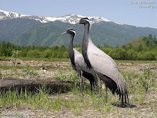 grulla damisela Anthropoides virgo familia Gruidae