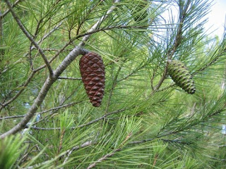 ecologia del pino blanco Pinus halepensis