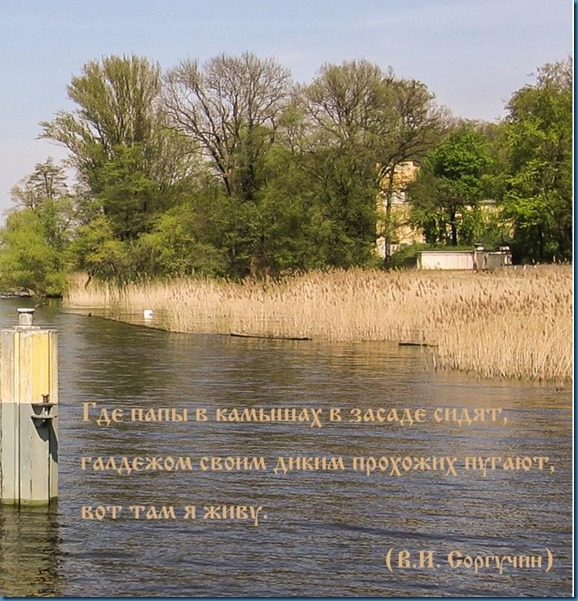 Paepste im Schilf_RU_kl