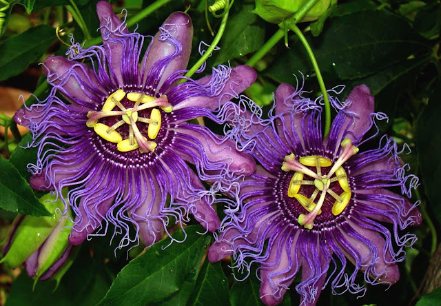 benefits of passion flower