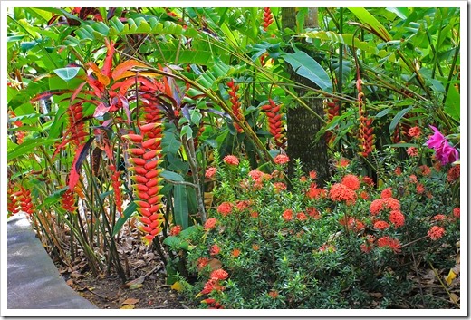 130713_TropicalGardensOfMaui_Heliconia-rostrata_006