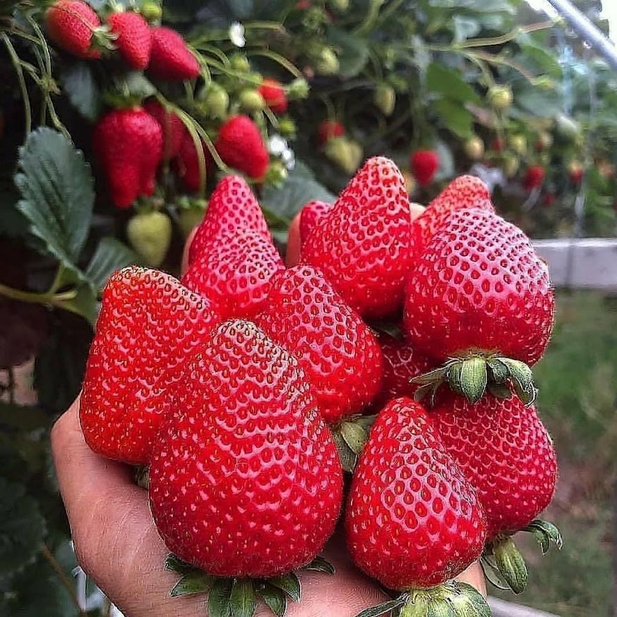 bibit buah buahan strawberry california yang bagus jawa barat Jawa Barat