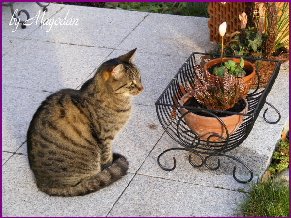 Katzen im Garten