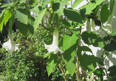 Yellow Brugmansia,AnnieinAustin