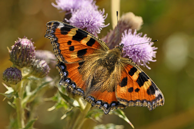 Aglais urticae the Small Tortoiseshell butterfly