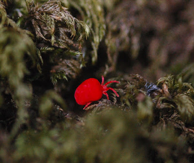 Velvet Mite