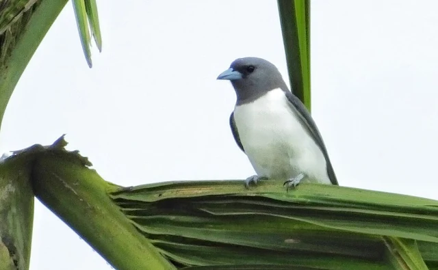 White-breasted Woodswallow (Artamus leucorynchus)