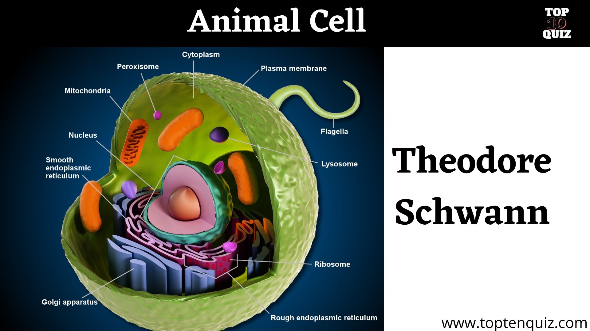 Animal cell