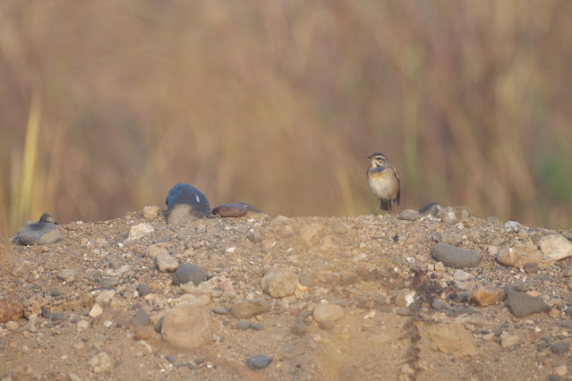 Bluethroat (नीलकण्ठी पिद्दा) - Cyanecula svecica  Sanjivini Nagar, Jabalpur