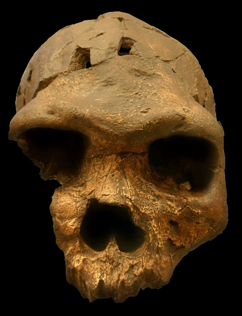 Homo bodoensis