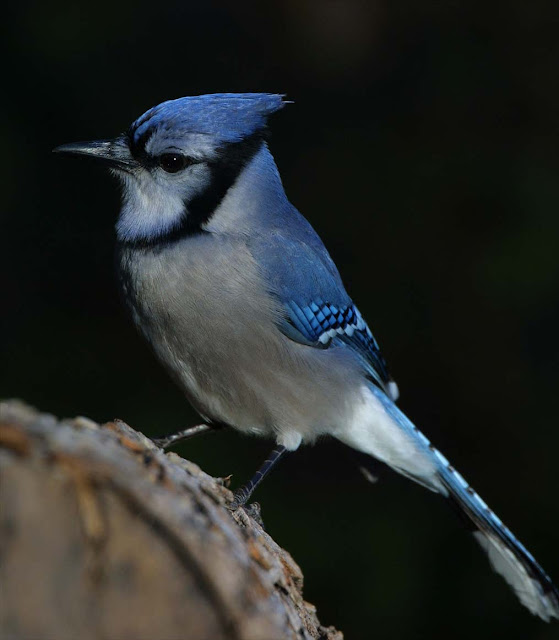 Bluey jay wallpaper,blue jay images,blue jay photo,blue jay images,beautiful blue jay,cute blue jay,the blue jays,blue jay birds,  the toronto blue jays,toronto blue jays,blue jays,blue jay bird,flying blue jay,