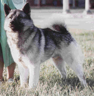 Norwegian Elkhound Top Dog 