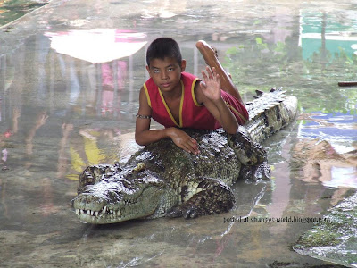 Crocodile wrestlers @ strange world