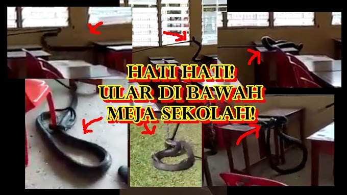 ULAR TEDUNG DIJUMPAI DI BAWAH MEJA SEKOLAH PELAJAR! [VIDEO VIRAL]