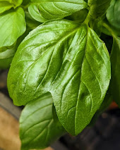 Mutant Siam Queen Thai Basil Leaf