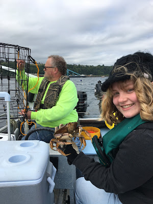 Catching dungeness crab