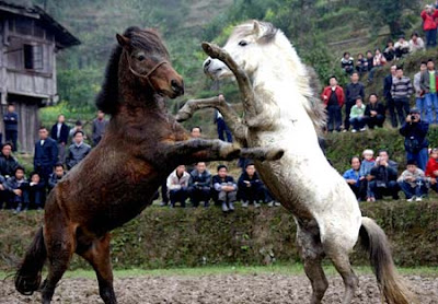 Horse Fight