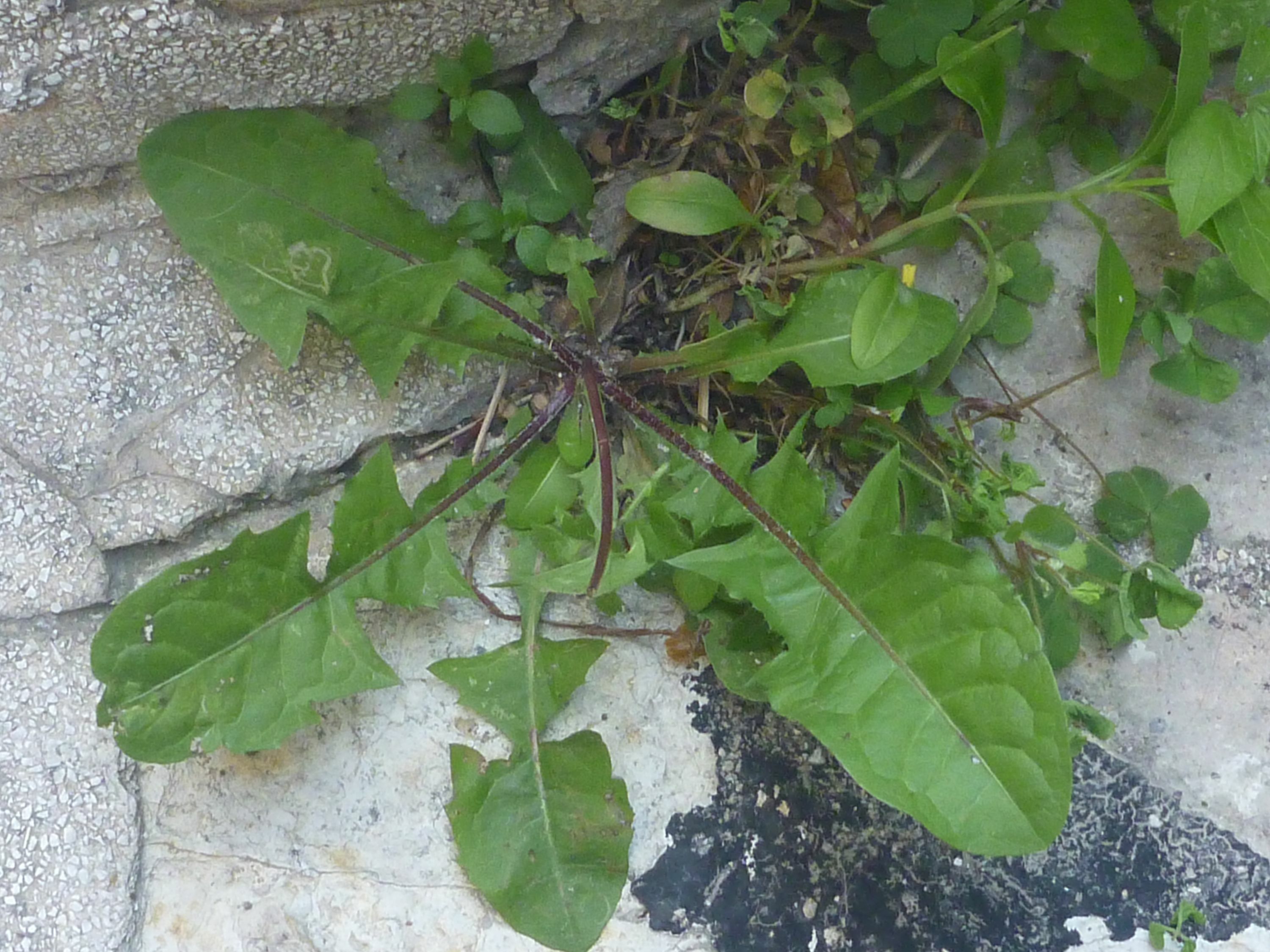 La Pousse Verte - Tuto : réaliser des boules de graisse pour les