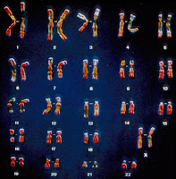 karyotype of female from http://www.biologyreference.com/Ce-Co/Chromosome-Eukaryotic.html