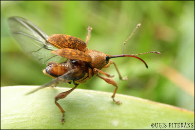 Lazdu smecernieks (Curculio nucum)