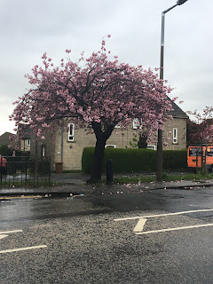 A cherry blossom tree in full bloom with a road in the front and tan house in back.