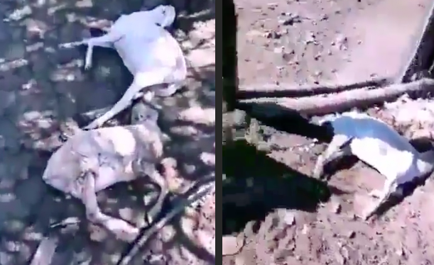 VIDEO.- SICARIOS DEL CARTEL de la FAMILIA MICHOACANA "PIDIO CUOTA por CADA CABEZA de GANADO",NO PAGARON y SACRIFICARON a BALAZOS los ANIMALES