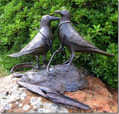 Pied currawongs