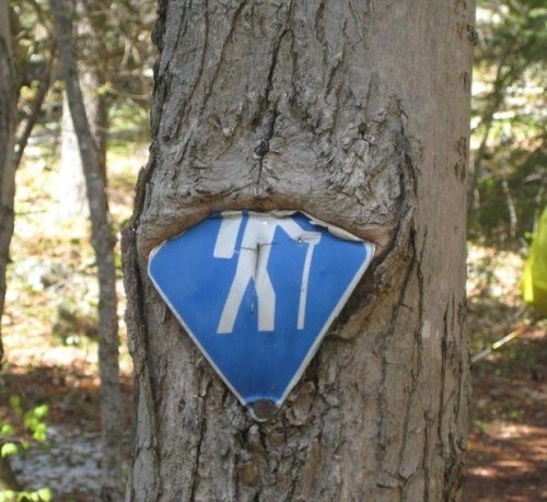 Kelaparan, Pohon-pohon Ini Makan Sepeda, Motor, Bangku, Batu dan Signboards